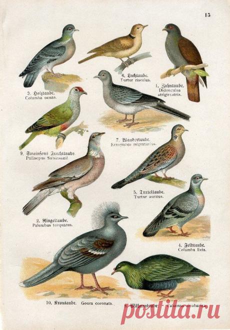 C1900 Pigeon Dove Birds Antique Chromolithograph Print Lampert | eBay