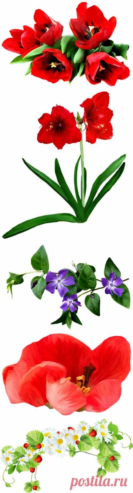 «красивый клипарт *цветы*» png.