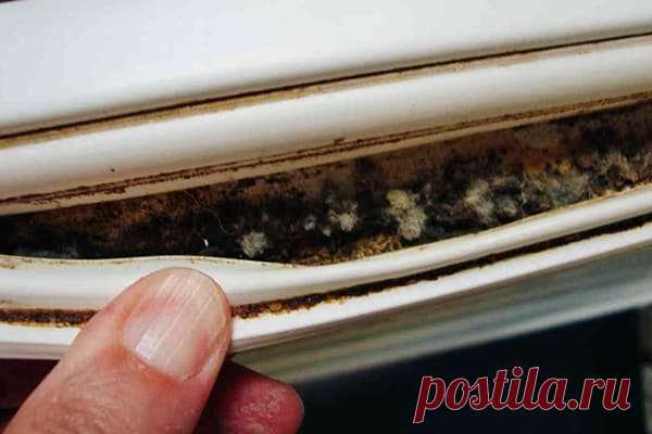 Как и чем отмыть холодильник от плесени: удаляем грибок с резинки, стенок и полочек