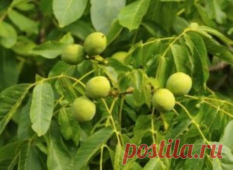 Лучшие советы по посадке грецкого ореха - Агроному.com