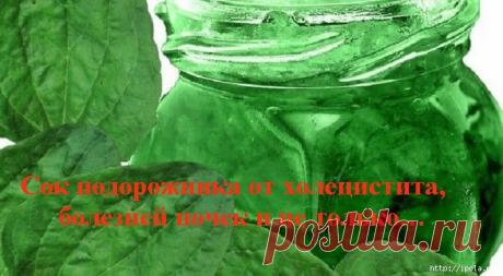 Сок подорожника от холецистита, болезней почек и не только…