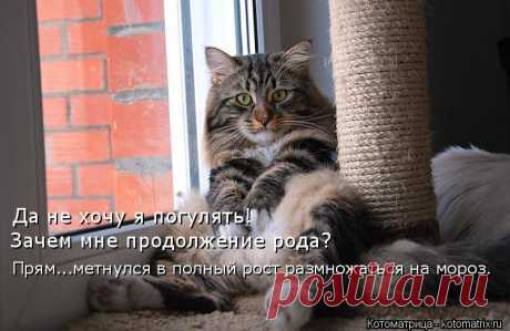 kotomatritsa_-P.jpg (Изображение JPEG, 750 × 487 пикселов)