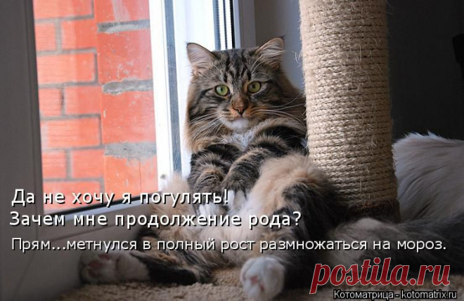 kotomatritsa_-P.jpg (Изображение JPEG, 750 × 487 пикселов)