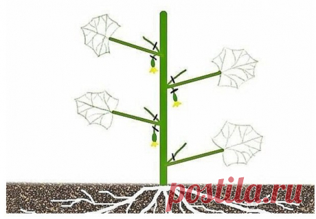 echo adrotate_group(2, 0, 0, 0); Формировка огурцов — без этого не обойтись. Пожалеешь нижние, останешься без верхнего урожая! На первом этапе на нижней части растения в пазухах 3-5 листьев производится «ослепление». Удаляются все завязи и побеги, которые образуются в пазухах этих листьев. Это нужно для того чтобы растение направило все силы для формирования корневой системы, […]