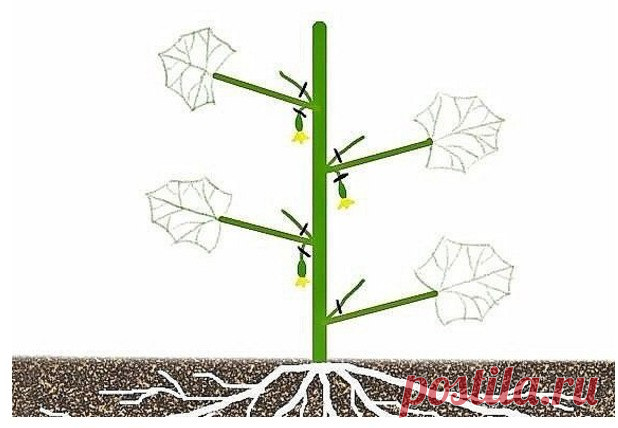 echo adrotate_group(2, 0, 0, 0); Формировка огурцов — без этого не обойтись. Пожалеешь нижние, останешься без верхнего урожая! На первом этапе на нижней части растения в пазухах 3-5 листьев производится «ослепление». Удаляются все завязи и побеги, которые образуются в пазухах этих листьев. Это нужно для того чтобы растение направило все силы для формирования корневой системы, […]