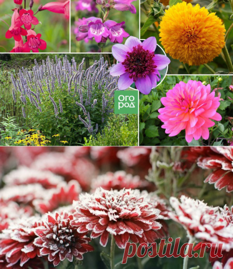 Цветы, которым не страшны осенние заморозки | Цветники и клумбы (Огород.ru)