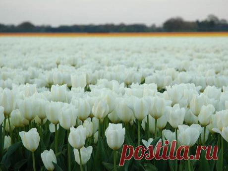 Красивые Цветы  Для Тебя