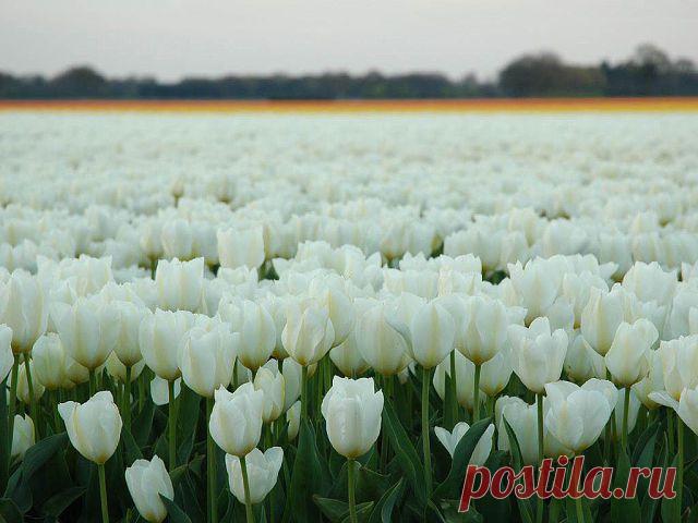 Красивые Цветы  Для Тебя