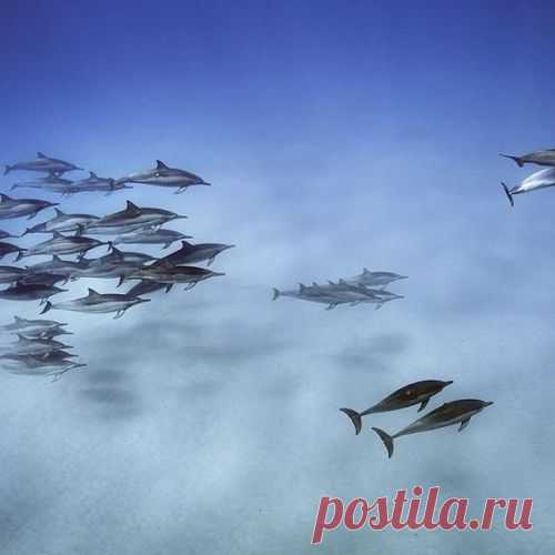 20 лучших снимков 2015 года по версии National Geographic