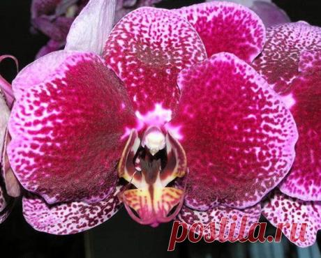 Пересаживаем фаленопсис