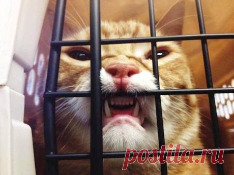 Смешные коты, которые не дадут тебе грустить! | Ололо - смешные картинки и веселые истории