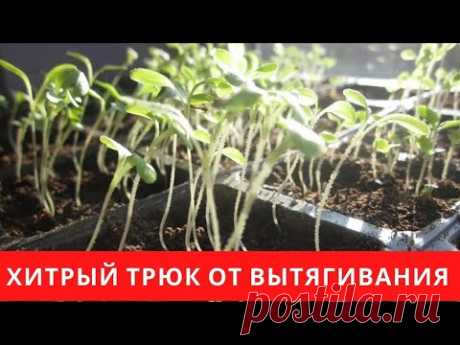 Что я делаю, если вытянулась рассада, все очень просто