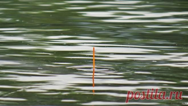 Насадка из геркулеса, на которую рыба клюёт на каждом забросе. Приготовление и улучшение насадки | Рыболовные тонкости | Яндекс Дзен