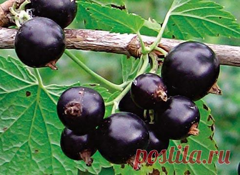 Черная смородина. Лучшие сорта на Supersadovnik.ru