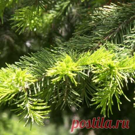 Лечиться дешево