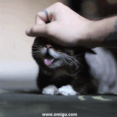 Ну,держись,котята!!!