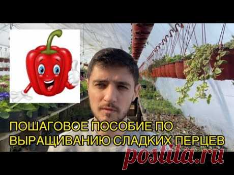 Блог "Тепличный бизнес в деревне". Методичка по выращиванию перцев от А до Я для начинающих