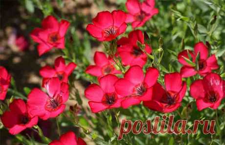 Какие многолетние растения цветут с начала и до конца лета Не успеете оглянуться — наступила весна, а там уж и лето. Дача, зелень, цветочки - красота!

Самое время задуматься о том, чтобы окружить себя цветущими долго и красиво растениями. Вот список, в котором вы найдете растения, которые цветут все лето! Не забудьте взять этот список с собой, когда пойд