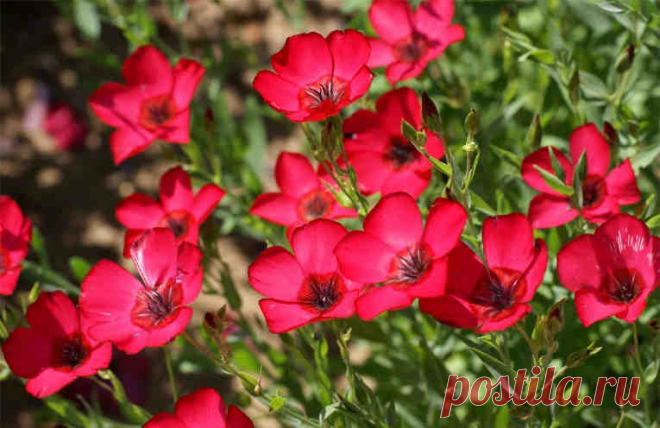 Какие многолетние растения цветут с начала и до конца лета Не успеете оглянуться — наступила весна, а там уж и лето. Дача, зелень, цветочки - красота!

Самое время задуматься о том, чтобы окружить себя цветущими долго и красиво растениями. Вот список, в котором вы найдете растения, которые цветут все лето! Не забудьте взять этот список с собой, когда пойд