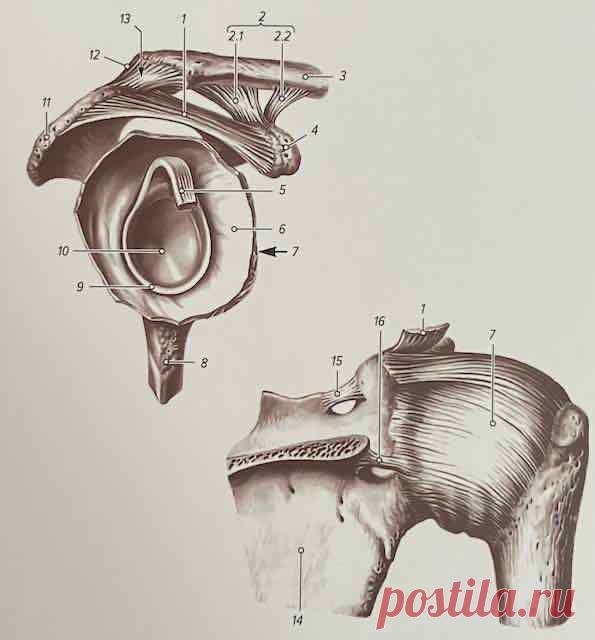 Акромиально-ключичный сустав (articulatio acromioclavlcularls)