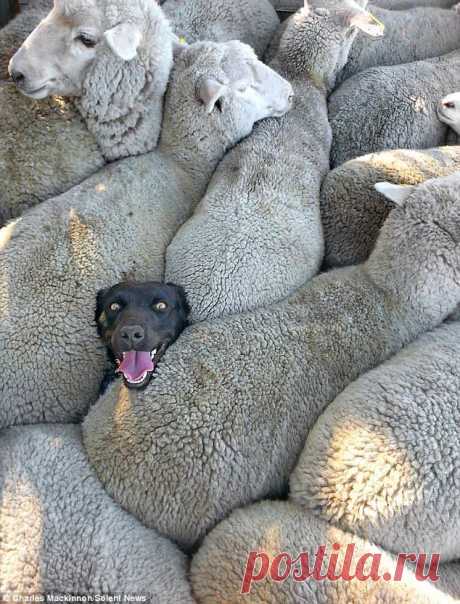 Собака с овцами