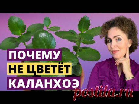 КАЛАНХОЭ не цветет. КАЛАНХОЭ уход. КАЛАНХОЕ