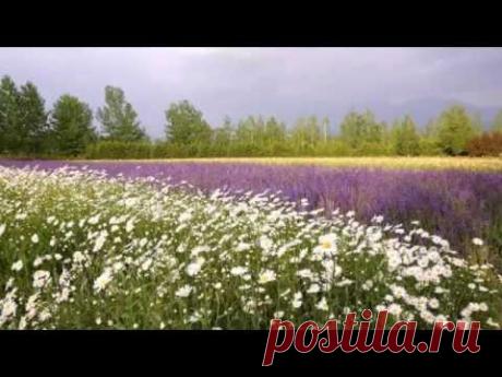 Ромашки..ромашки..нежные цветы.Душевная песня!