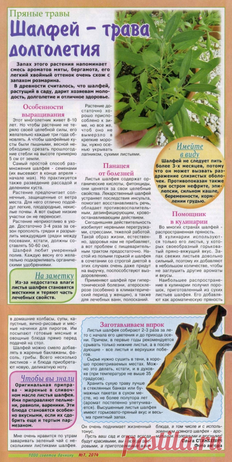 Шалфей - трава долголетия