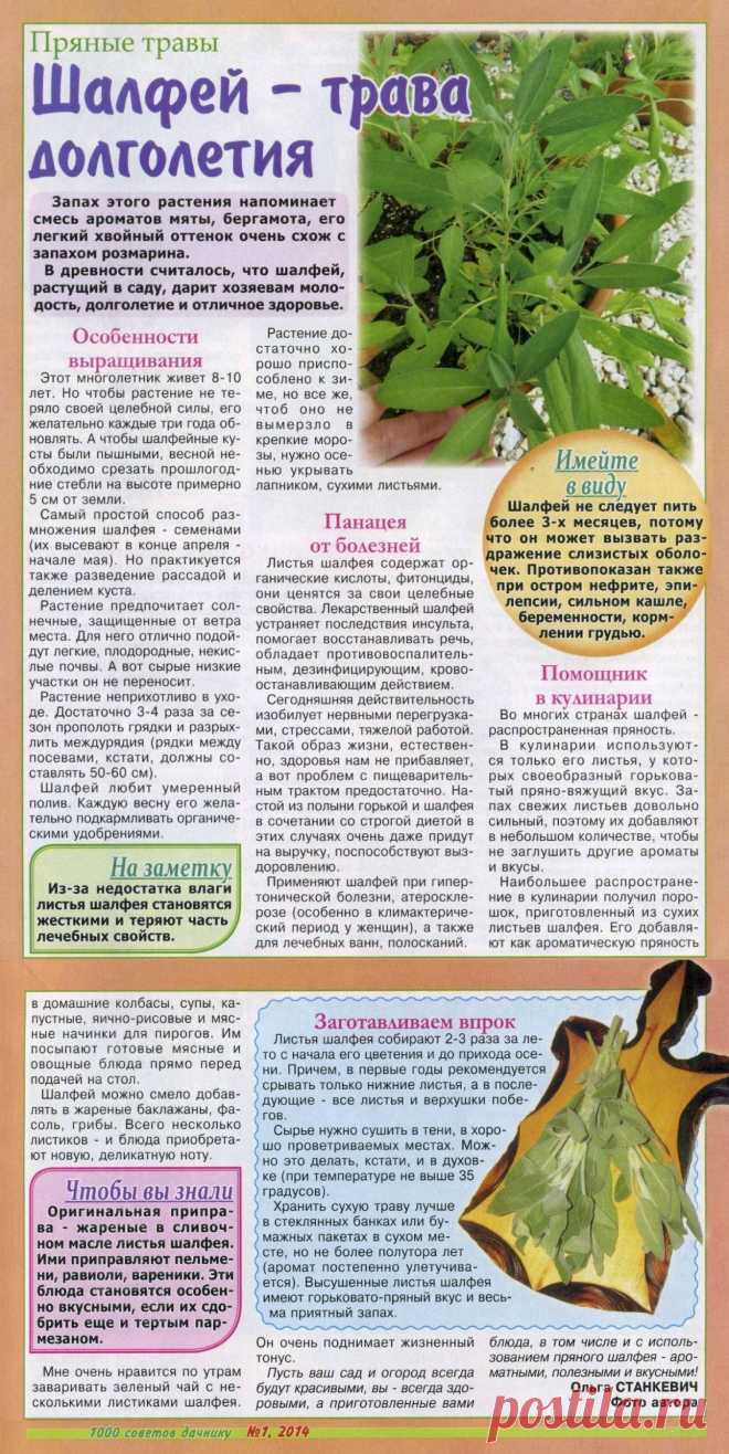 Шалфей - трава долголетия
