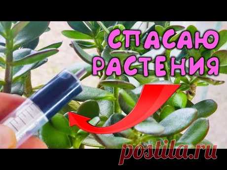 Вот чем я спасаю комнатные растения от пожелтения листьев зимой