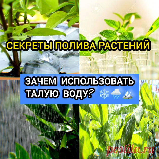 Талая вода для комнатных растений
