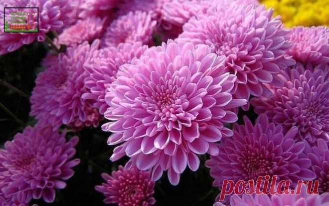 Как ускорить цветение хризантем
#сад  #цветы 
⠀
Многие цветоводы сетуют на то, что крупно цветковые хризантемы, особенно индийские, не успевают расцвести до заморозков. Как же ускорить этот процесс?
⠀
Средние и ранние сорта хризантем выращиваются в открытом грунте, так как ранние зацветают в августе, а средние в октябре и даже в ноябре. Однолетние растения желательно выкапывать на зиму, но можно прикапывать и укрывать, как розы. Высаживать же в открытый грунт в начале мая....