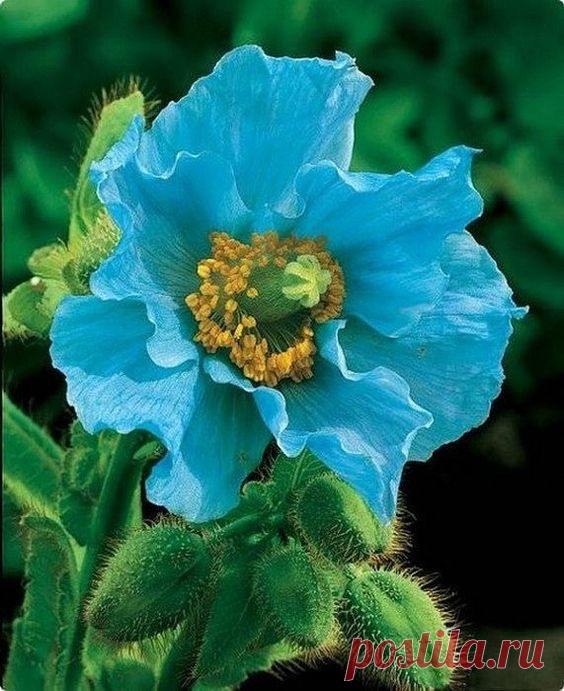 Pinterest