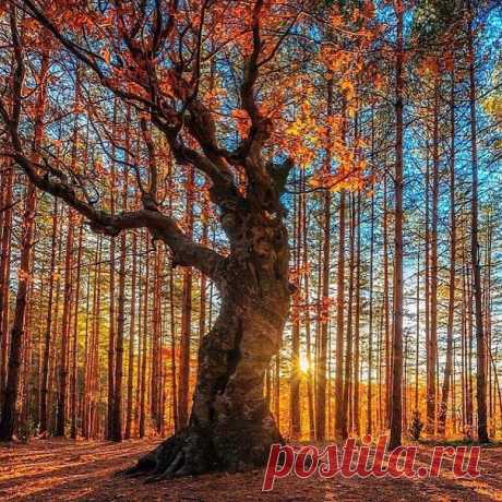 Красота осени 🍁