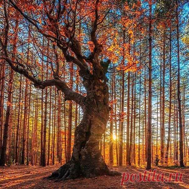 Красота осени 🍁