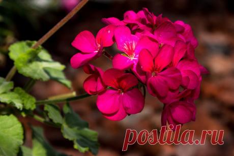 Посадка и уход за пеларгонией. Размножение и виды (сорта) герани.