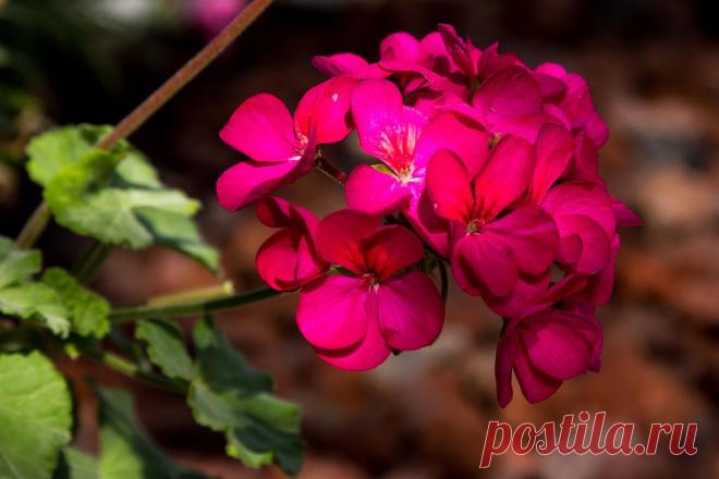 Посадка и уход за пеларгонией. Размножение и виды (сорта) герани.