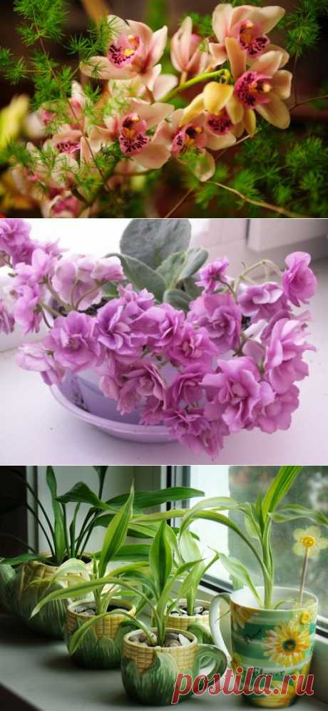 Уход за комнатными растениями