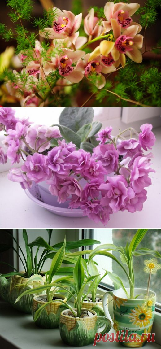 Уход за комнатными растениями