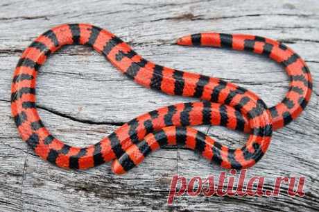 Snake Time