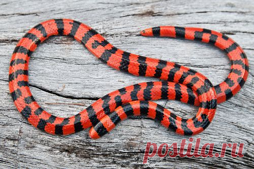 Snake Time