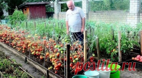 Дедовский рецепт для томатов
Этот полузабытый дедовский рецепт я выписала из старой газетной подшивки, но опробовать все не было времени. Решилась наконец в прошлом году.
Рецепт очень прост
В трехлитровую банку заливаю 2,6-2,7 л воды без хлора (отстоянной), добавляю 100 г разведенных теплой водой дрожжей и 0,5 ст. сахара.
Накрыв марлей, держу банку в тепле, время от времени взбалтывая содержимое.
Раствор готов, когда закончится брожение.
Один стакан развожу в 10 л воды и поливаю растения по 1