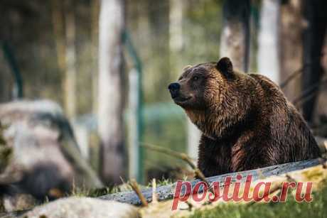 На Камчатке начали просыпаться медведи. Сотрудники Кроноцкого государственного заповедника встретили первого проснувшегося от зимней спячки медведя. «Мы возвращались на кордон &quot;Кроноки&quot; с полевого стационара и за несколько километров до дома увидели медвежьи следы, спускавшиеся с приморской террасы», — рассказала о встрече инспектор Анна Елисеева.