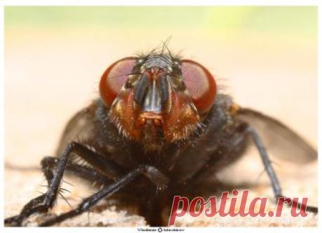 Биопрепарат от насекомых Flies, обладает высокой биологической активностью. Содержит большое количество аэробных и анаэробных бактерий и сочетание различных ферментов (амилаза, протеаза, липаза и целлюлаза и т.д.) Быстрый контакт бактерий и желудка насекомых, вызывает отравление, паралич, и, наконец, смерть.Область применения: Биопрепарат Flies рекомендуется использовать на фермах и в местах пребы