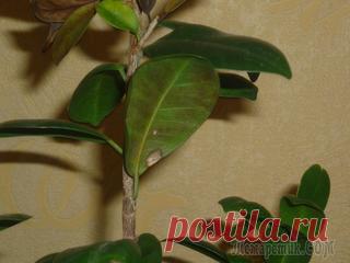 Нефролепис уход в домашних условиях