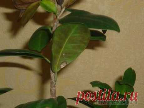 Нефролепис уход в домашних условиях