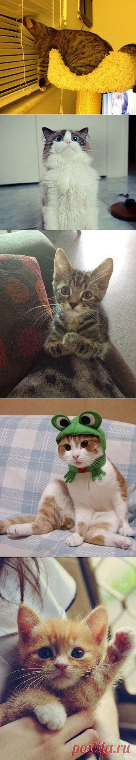 (+1) тема - Котодайджест | Четвероногий юмор