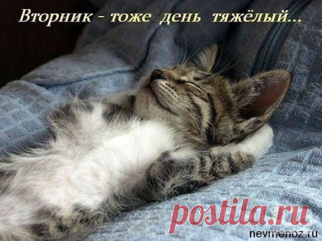 (93) Одноклассники