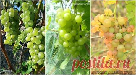 12 ЛУЧШИХ ВИННЫХ СОРТОВ ВИНОГРАДА ДЛЯ СРЕДНЕЙ ПОЛОСЫ РОССИИ И ПОДМОСКОВЬЯ 

Белые «технари» выращивать на севере легче, чем красные, и довести их сахаристость до нужного для белого вина минимума 17–18 % в наших широтах вполне реально. Но среди виноградарей много поклонников сухого красного вина как более полезного, чем белое, с высоким содержанием биофлавоноидов. 
Для красных вин кондиция винограда начинается с сахаристости 20 % и выше. 

Наша лучшая дюжина «технарей» на н...