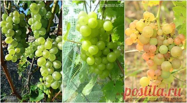 12 ЛУЧШИХ ВИННЫХ СОРТОВ ВИНОГРАДА ДЛЯ СРЕДНЕЙ ПОЛОСЫ РОССИИ И ПОДМОСКОВЬЯ 

Белые «технари» выращивать на севере легче, чем красные, и довести их сахаристость до нужного для белого вина минимума 17–18 % в наших широтах вполне реально. Но среди виноградарей много поклонников сухого красного вина как более полезного, чем белое, с высоким содержанием биофлавоноидов. 
Для красных вин кондиция винограда начинается с сахаристости 20 % и выше. 

Наша лучшая дюжина «технарей» на н...
